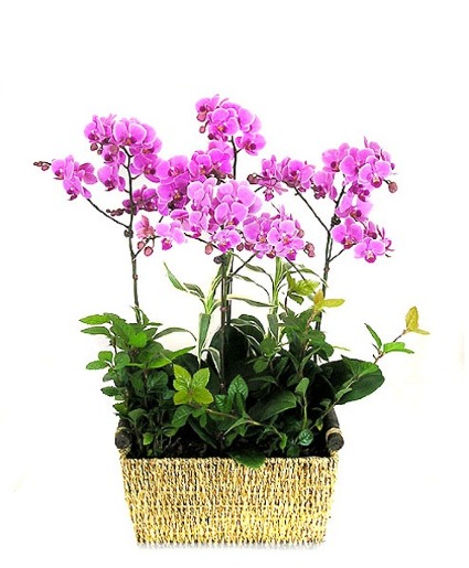 Orchid /Plants mixed Congratulations / Grand Opening