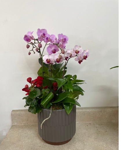Orchid /Plants mixed Congratulations / Grand Opening