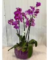 Orchid plants Purple oxide pot