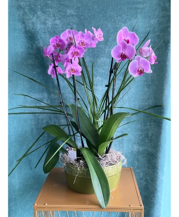 ORCHID REVELATIONS PLANTS in Hampstead, NC | Surf City Florist