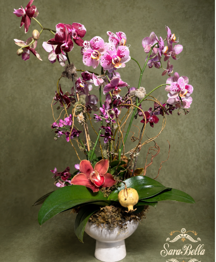 Orchid Rhapsody Orchid Plant 
