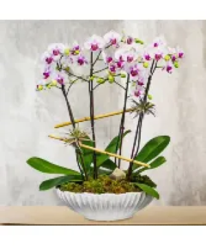 orchid stem Price depends on how many stems Add Color in Instructions