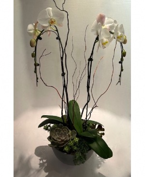 Orchid & Succulent Garden Floral Arrangement