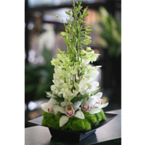 Orchid Tower Arrangement