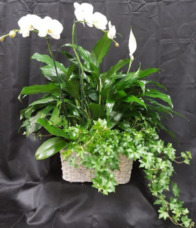 ORCHID TRIPLE BASKET  