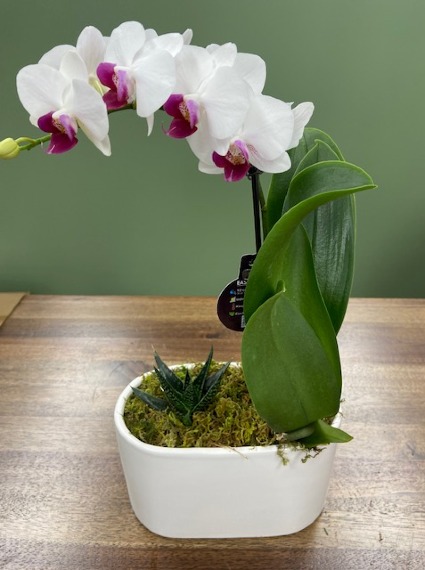 Orchid with Succulent  