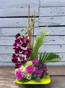 Orchid Zen Garden 