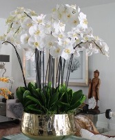 Orchids Galore SALE THIS WEEK ONLY  ! 2 plants 3 plants 4 plants 