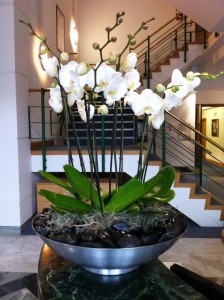 Orchids arranged  