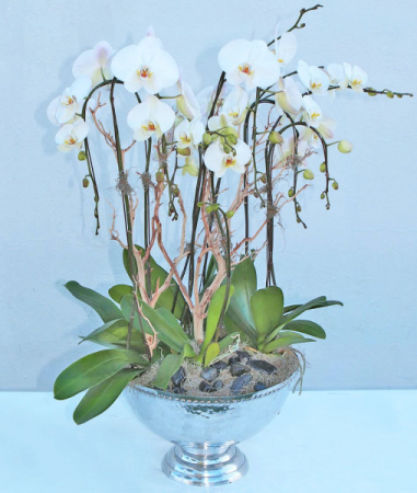 Orchids Garden 