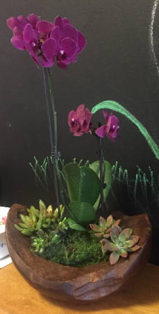 Orchids in Bloom Orchids