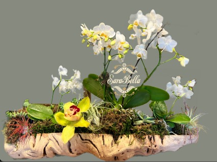 Orchids in Driftwood 
