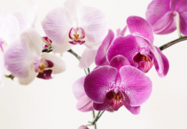 Elegant Orchid Living Plant