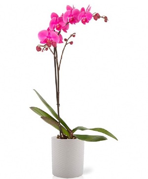 ORCHIDS PLANTS 