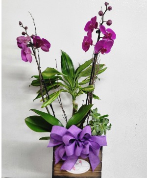 ORCHIDS WITH SUCCULENT PLANTS Order in advance 