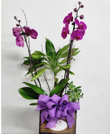 ORCHIDS WITH SUCCULENT PLANTS Order in advance 
