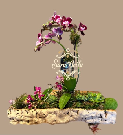 Orchis in Driftwood 