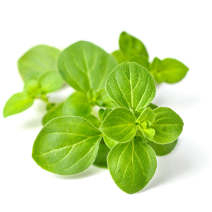 Oregano Infused Balsamic Vinegar 