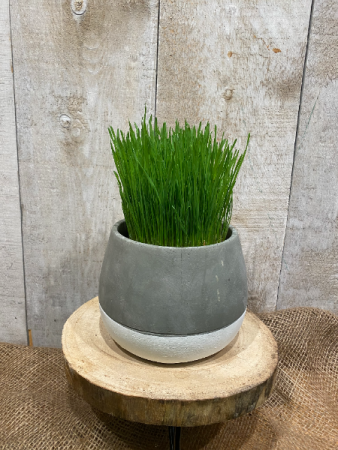 Organic Wheat Grass plant 