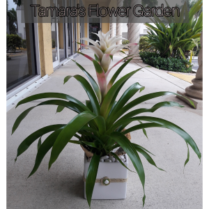 Organically Modern Bromeliad 