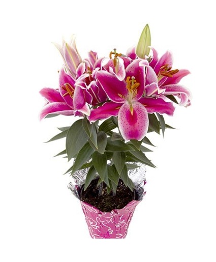 lily of the valley flower arrangement Real Touch Blue Hydrangea Floral Arrangement w Ranunculus and Lily of the Valley