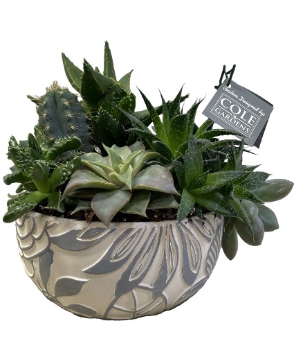 Our Own Succulent Dish Garden Dish Garden