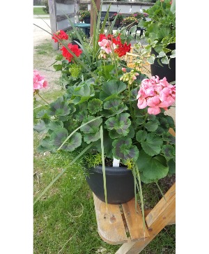 Out Door Patio Pot plant