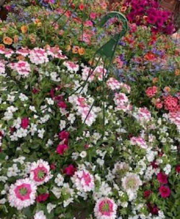 Outdoor Annuals Hanging  basket in Naugatuck, CT | TERRI'S FLOWER SHOP