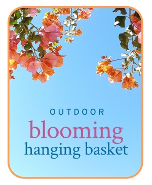Outdoor Blooming Hanging Basket Plant Potted Plant