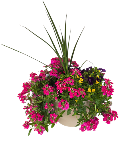 Outdoor Blooming Planter  Plant