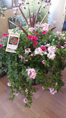 Outdoor Deck Planter in Pot Plant