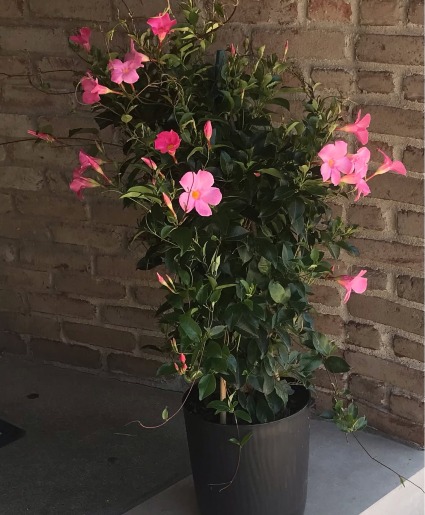 Outdoor Dipladenia Trellis 