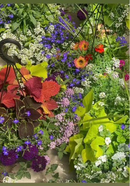 12"  Seasonal Mix Hanging Basket Outdoor Hanging Basket