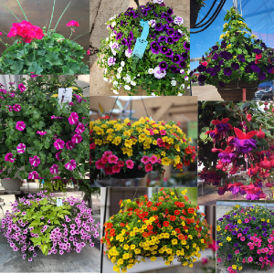 Outdoor Hanging Baskets  PREORDER TODAY QUANTITIES LIMITED!