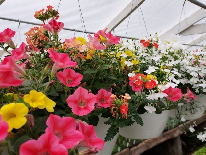 Outdoor Hanging Baskets Hanging basket