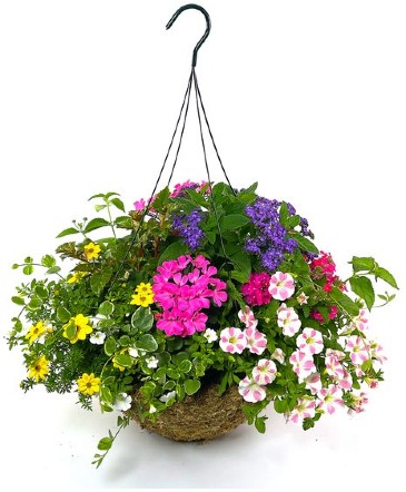 Outdoor Hanging Baskets  Plants in Cherryville, BC | Simply Baskets, Gifts & Spruce Farms