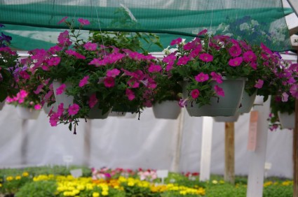 Outdoor hanging baskets Hanging basket