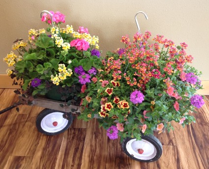 Outdoor hanging baskets Sun or Shade option