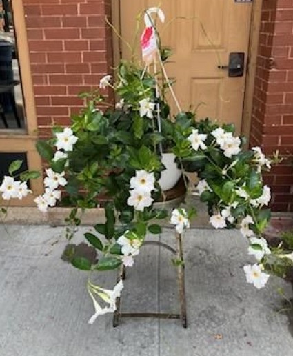 OUTDOOR MANDEVILLA HANGING BASKET