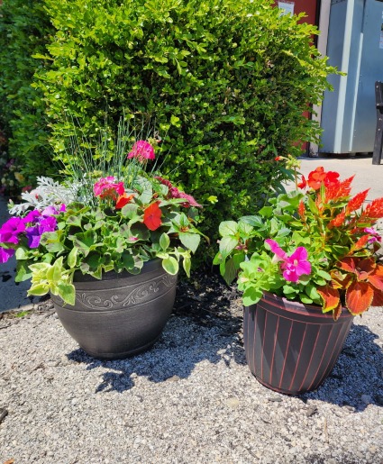 Outdoor Mixed Annual Garden 