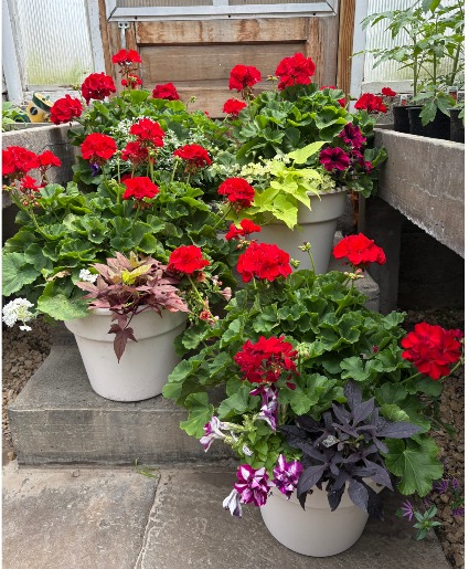Outdoor Patio Planter  Geraniums and mixed annuals