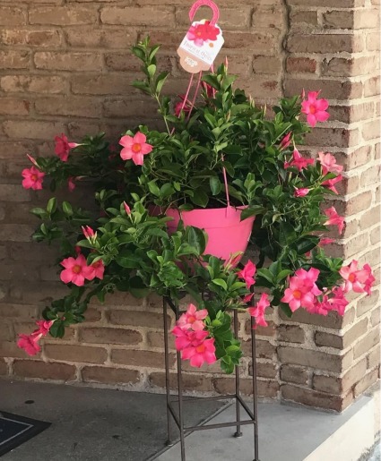 OUTDOOR PINK MANDEVILLA