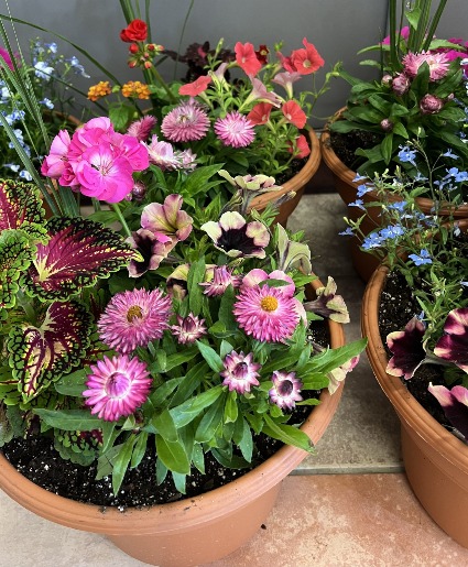 Outdoor planter in plastic terracotta container  Limited Supply