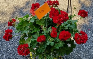 outdoor plants hanging basket