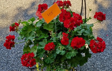 outdoor plants hanging basket