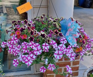 outdoor plants hanging basket