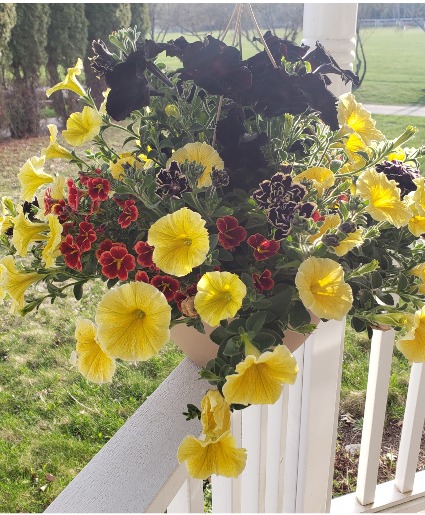 Outdoor Sunny Hanging Baskets  Outdoor Planter