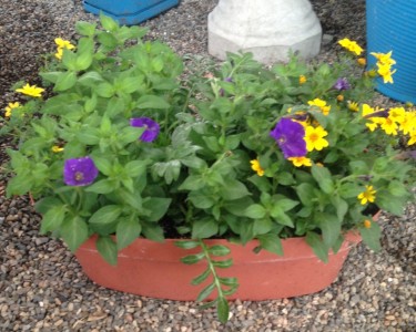 Outdoor surprise  Outdoor planter