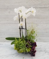 Outrageous Orchid Dish garden