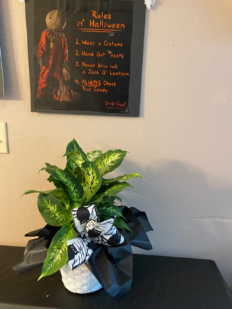 Owlning good time Plant in basket with owl ribbon